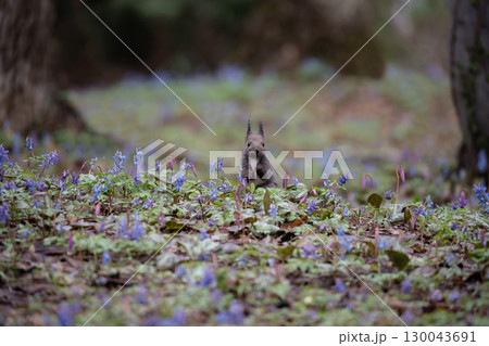 エゾエンゴサクの森 エゾエンゴサクの森 130043691
