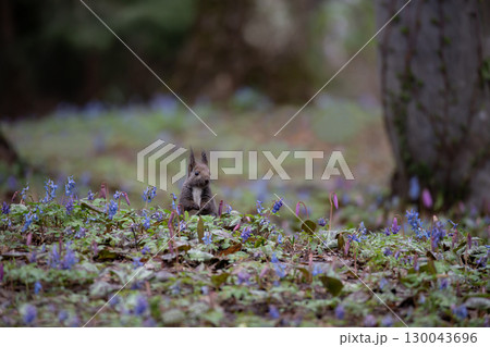 エゾエンゴサクの森 エゾエンゴサクの森 130043696