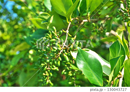 細長い緑色のネズミモチの実(夏、八月) 細長い緑色のネズミモチの実(夏、八月) 130043727