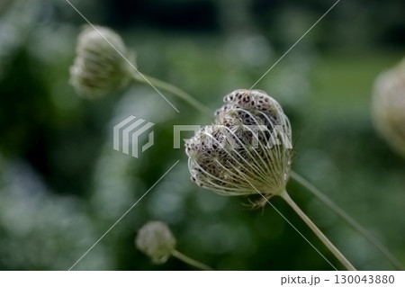 ノラニンジン ノラニンジン 130043880