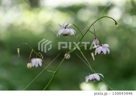 レンゲショウマの森 130043946