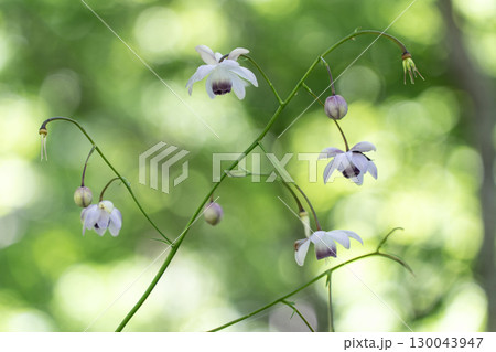 レンゲショウマの森 130043947