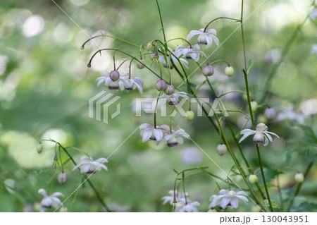 レンゲショウマの森 レンゲショウマの森 130043951