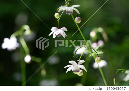 レンゲショウマの森 レンゲショウマの森 130043967