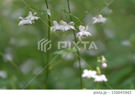 レンゲショウマの森 レンゲショウマの森 130043982