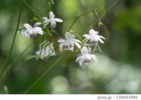 レンゲショウマの森 130043999