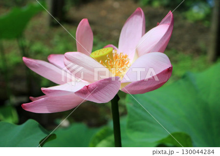 一ノ倉邸の中尊寺ハス 130044284