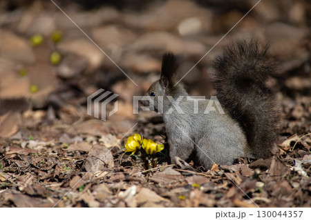 福寿草と蝦夷栗鼠 130044357