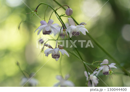 レンゲショウマの森 レンゲショウマの森 130044400