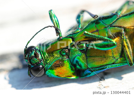 構造色の金属光沢がとても美しいメスのタマムシ腹側・頭上体部（昆虫類マクロ撮影） 130044401