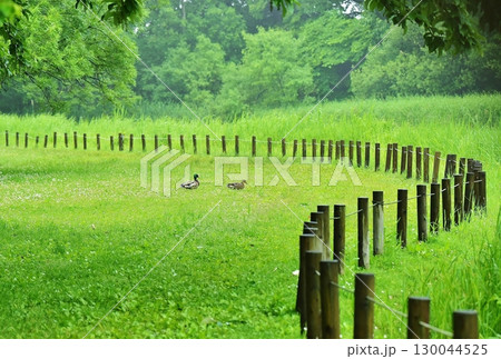 のんびりお散歩 のんびりお散歩 130044525