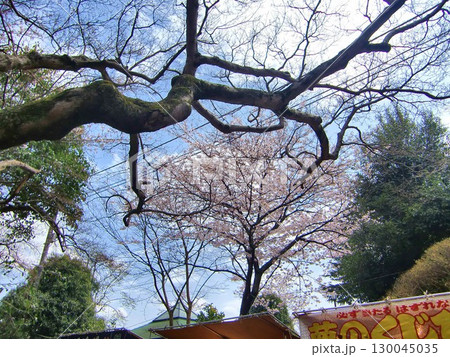 クネクネの樹々の風景-3 クネクネの樹々の風景-3 130045035