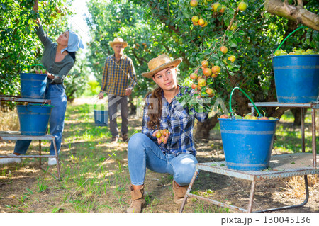 Girl, man and woman harvesting pears 130045136