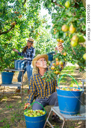 Man farmer picking ripe pears in garden 130045206