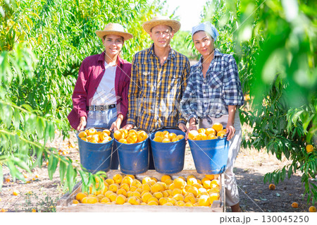 Three workers have harvested peaches Three workers have harvested peaches 130045250