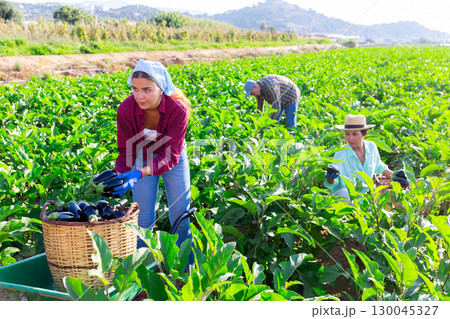Three workers harvesting eggplants Three workers harvesting eggplants 130045327