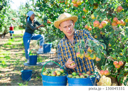 Man farmer harvesting ripe pears from tree in garden Man farmer harvesting ripe pears from tree in garden 130045331