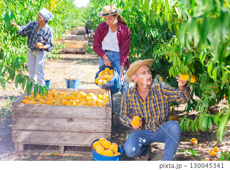 Owner of orchard gathering harvest of ripe peaches 130045341