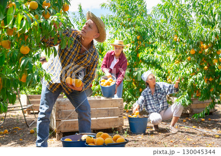 Group of farm workers harvesting crop of ripe peaches at garden 130045344