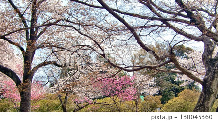 清水公園の桜-116 清水公園の桜-116 130045360