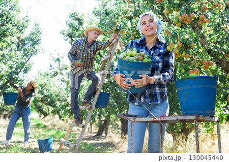 Girl, man and woman harvesting pears 130045440