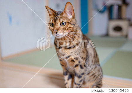 見つめる猫 130045496