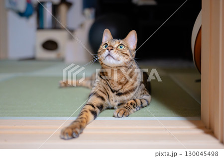 見つめる猫 130045498