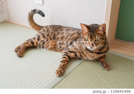 見つめる猫 130045499
