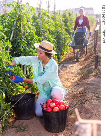 Women harvesting tomatoes 130045505