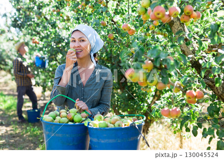 Man and woman harvesting pears Man and woman harvesting pears 130045524