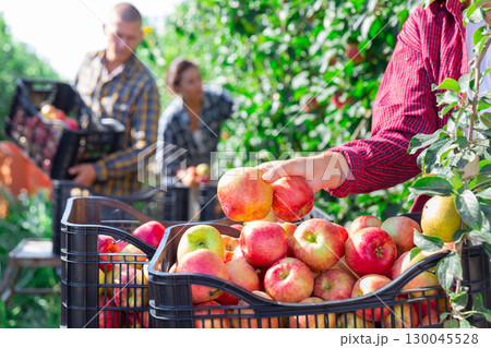 Crate full of apples 130045528