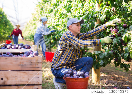 Farmer with workers harvesting ripe plums in fruit garden 130045573