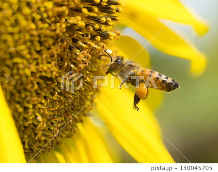 ひまわりの蜜を吸うミツバチ ひまわりの蜜を吸うミツバチ 130045705