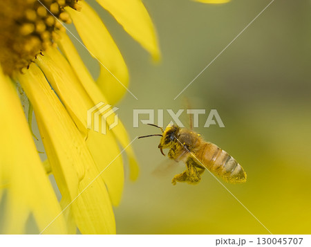 ひまわりの蜜を吸うミツバチ 130045707