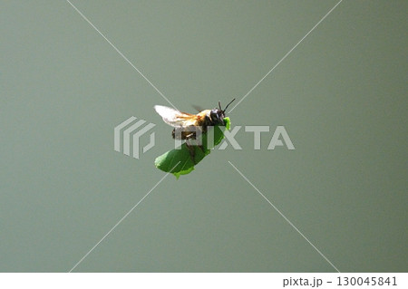 切った葉を運ぶハキリバチ 130045841