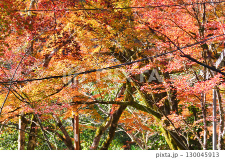 京都 三尾 槙尾山 西明寺 秋の美しい紅葉 (京都府京都市右京区) 京都 三尾 槙尾山 西明寺 秋の美しい紅葉 (京都府京都市右京区) 130045913