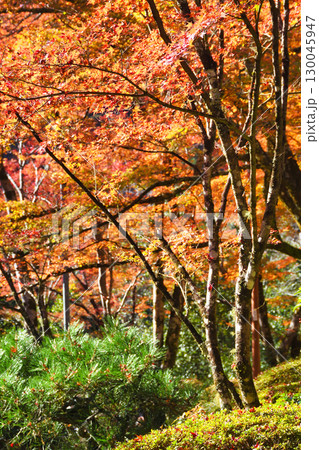 京都　三尾　槙尾山　西明寺　秋の美しい紅葉　(京都府京都市右京区） 130045947