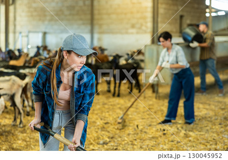 Farmer worker cleaning and feeding goats. Ecologically friendly farming Farmer worker cleaning and feeding goats. Ecologically friendly farming 130045952