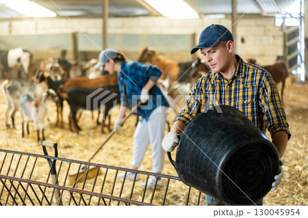 Farmer filling feeder with animal feed from bucket in goat barn 130045954