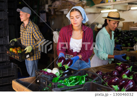 Three workers in vegetable warehouse Three workers in vegetable warehouse 130046032