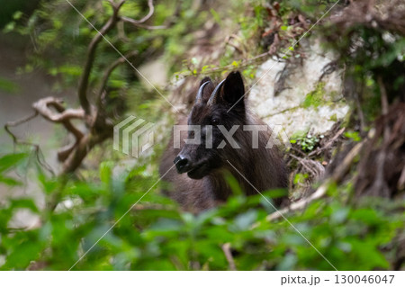 真夏、お山のカモシカ 真夏、お山のカモシカ 130046047