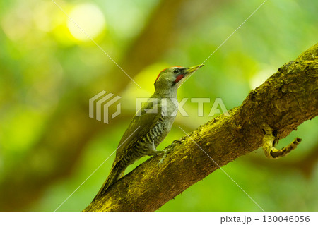 真夏、横枝に止まるアオゲラ雄02 130046056