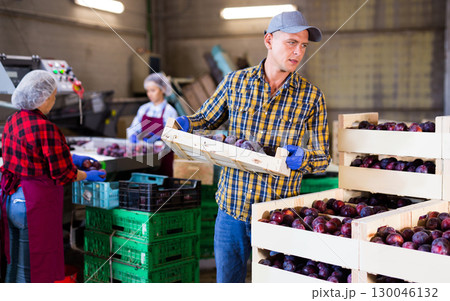 Farmer standing with boxe full of plums at warehouse 130046132