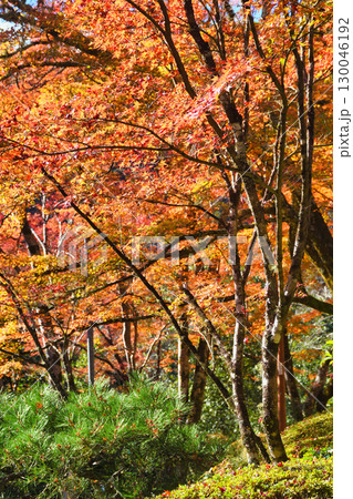 京都　三尾　槙尾山　西明寺　秋の美しい紅葉　(京都府京都市右京区） 130046192