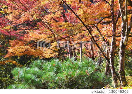 京都　三尾　槙尾山　西明寺　秋の美しい紅葉　(京都府京都市右京区） 130046205