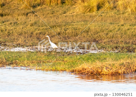 Great white egret 130046251