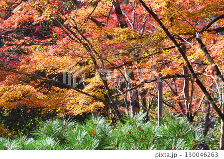 京都　三尾　槙尾山　西明寺　秋の美しい紅葉　(京都府京都市右京区） 130046263
