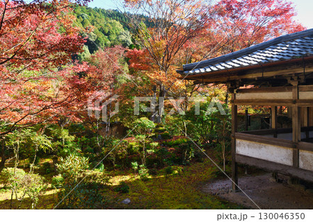 京都 三尾 槙尾山 西明寺 秋の美しい紅葉 (京都府京都市右京区) 京都 三尾 槙尾山 西明寺 秋の美しい紅葉 (京都府京都市右京区) 130046350