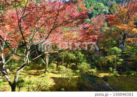京都 三尾 槙尾山 西明寺 秋の美しい紅葉 (京都府京都市右京区) 京都 三尾 槙尾山 西明寺 秋の美しい紅葉 (京都府京都市右京区) 130046381