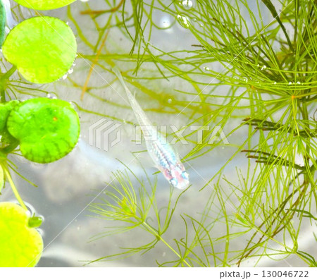 水草の中から顔を出すメダカ 130046722